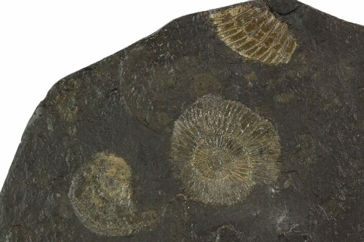 Dactylioceras Ammonite Cluster - Posidonia Shale, Germany #100257
